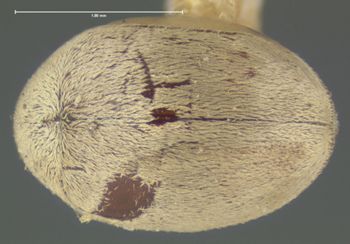 Media type: image;   Entomology 24711 Aspect: habitus dorsal view
